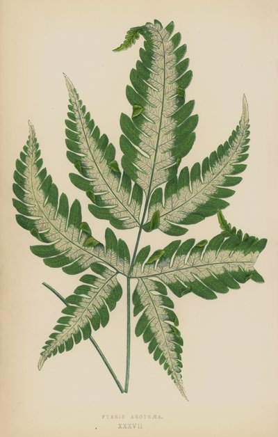 Pteris Argyraea by English School